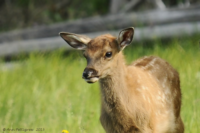 Elk-Calf---8935.jpg