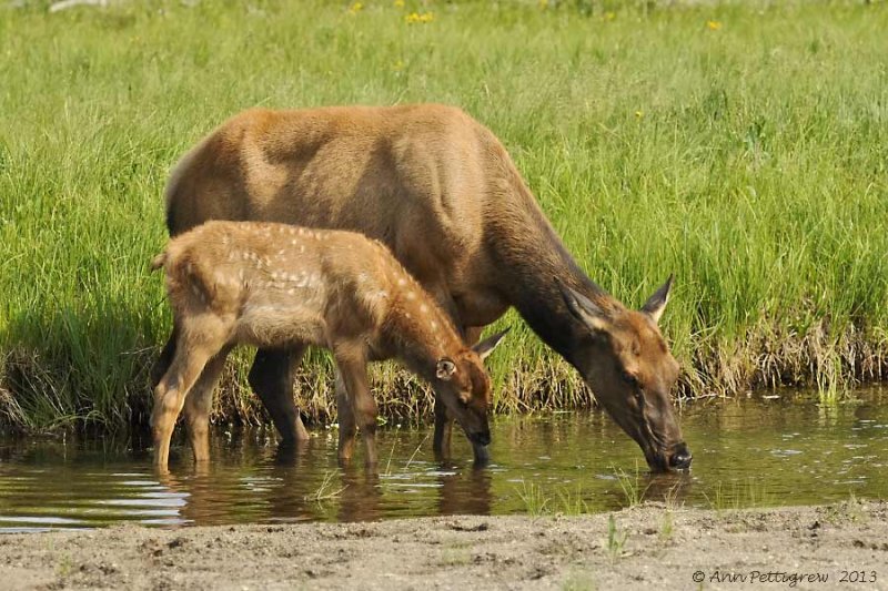 Elk-Mother-and-Calf---9026.jpg