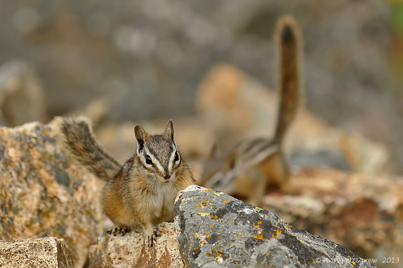 Least Chipmunk