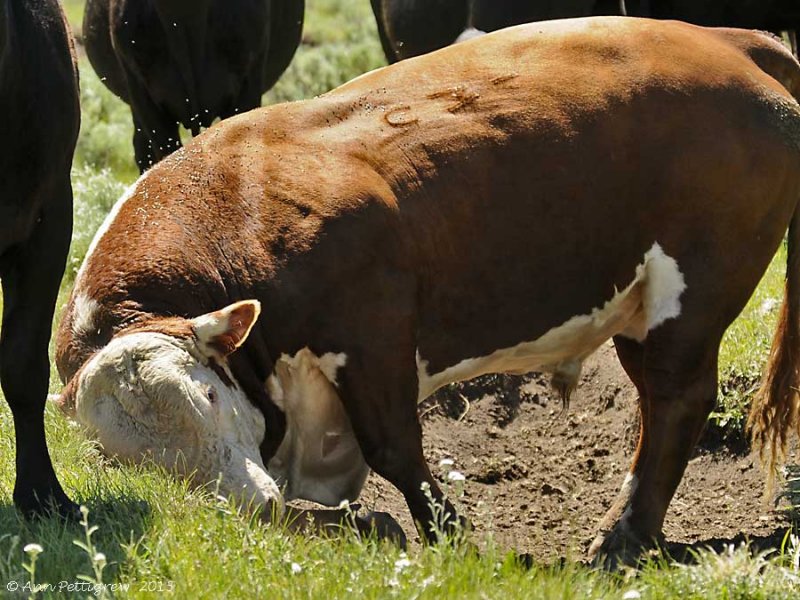 Hereford Bull