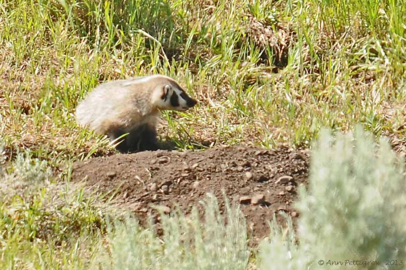 Juvenile Badgers