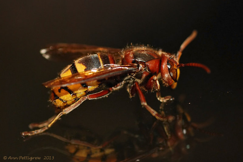 European Hornet