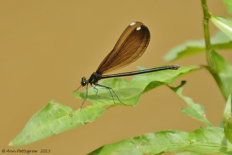 Ebony Jewelwing (Female)