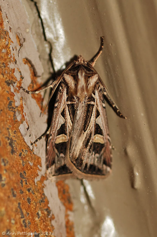 Dingy-cutworm--Feltia-jaculifera---0132.jpg