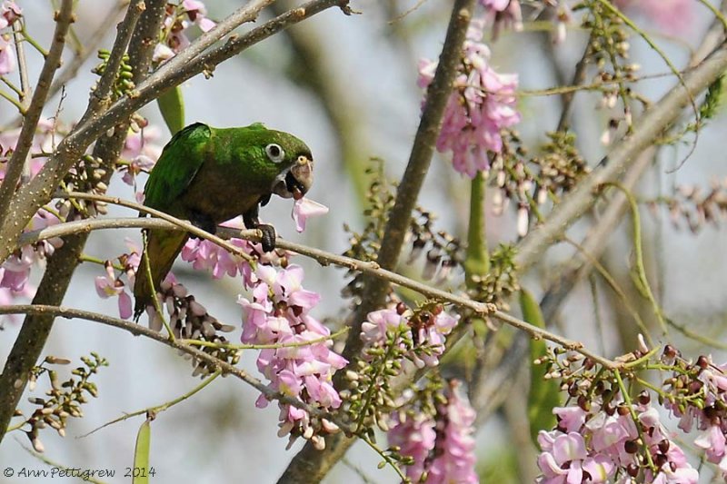 Olive-throated-Parakeet-(Aratinga-nana)---5511.jpg