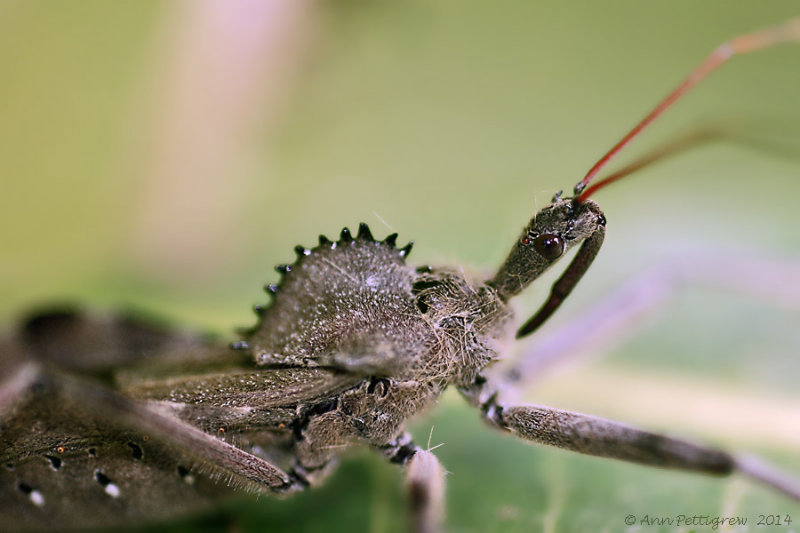 Wheel Bug