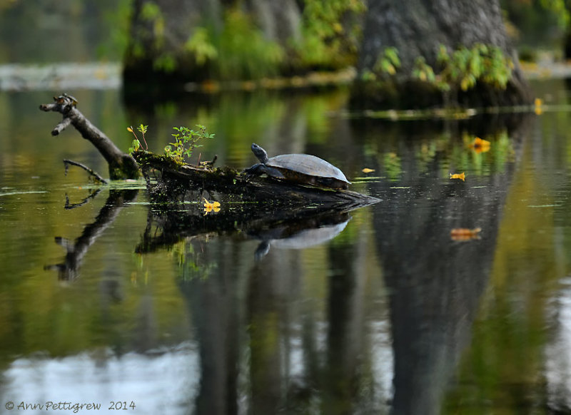 Reflections