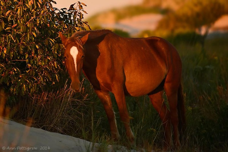 Wild Horse at Sunset