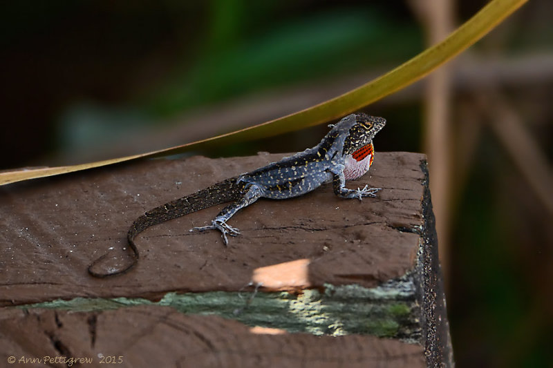 Brown Anole