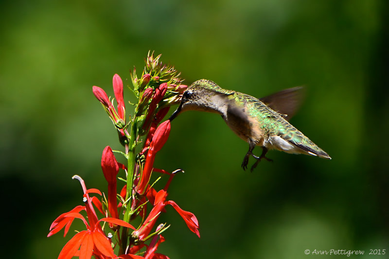 Ruby-throated Hummingbird