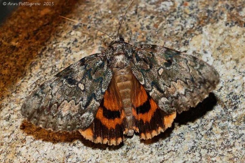 Oldwife Underwing