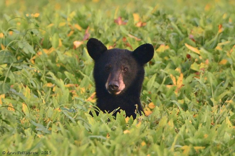 Black Bear