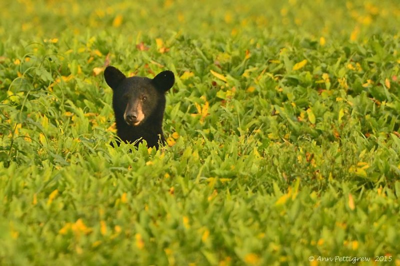 Black Bear