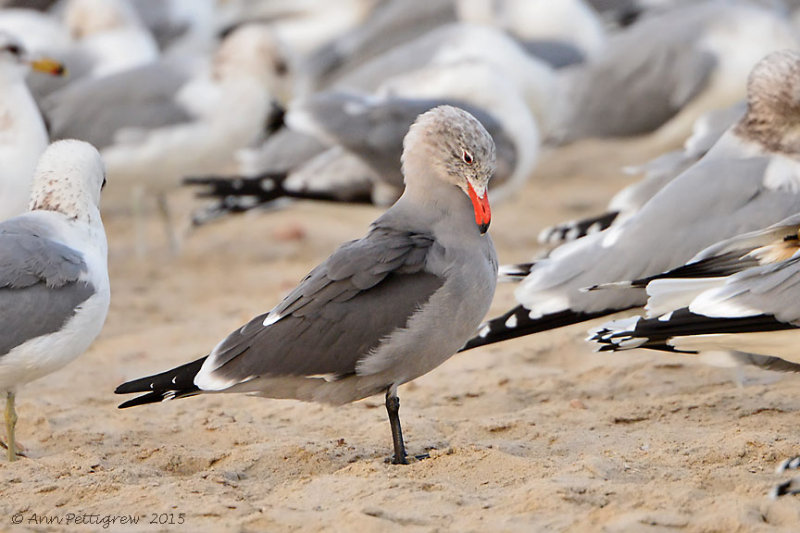 Heermanns-Gull-(Larus-heermanni)---Malibu-Beach-Lagoon---2015-Dec---610_7384.jpg