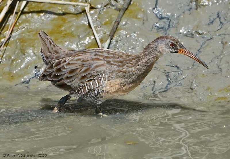 Clapper Rail