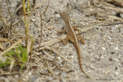 Brown anole