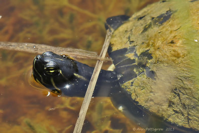 Florida Aquatic Turtle sp.