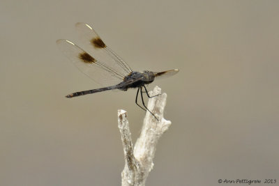 Four-spotted Pennant