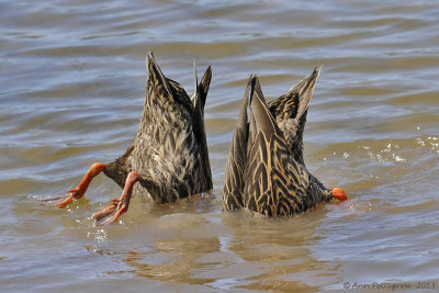 Mottled Ducks Dabbling