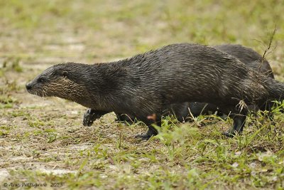 River Otter