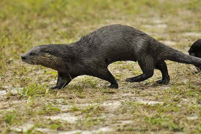 River Otter