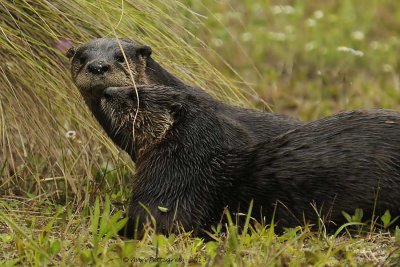 River Otter