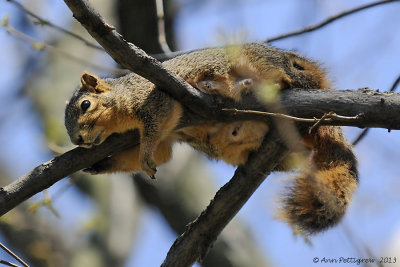 Eastern Fox Squirrel