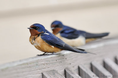 Barn Swallow