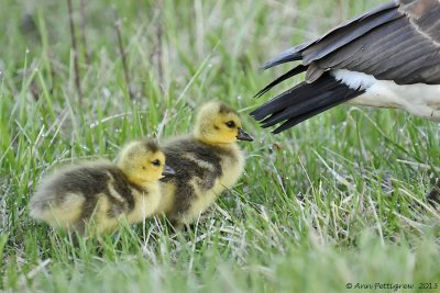 Behind Mom