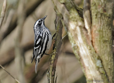 Black and White Warbler