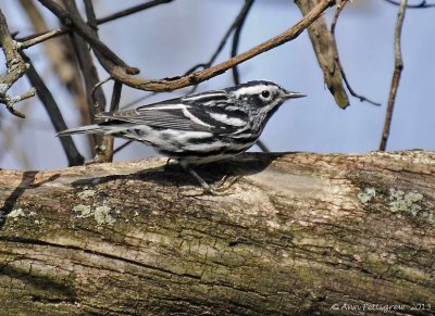 Black and White Warbler