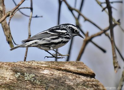 Black and White Warbler