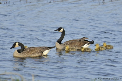 Canada Geese