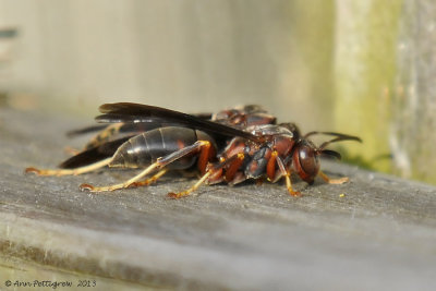 Collecting Nesting Material