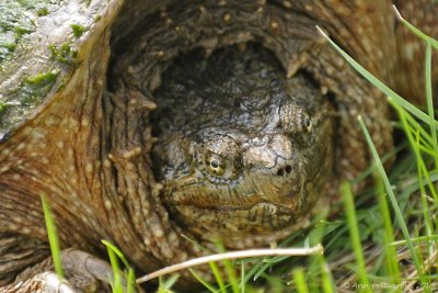 Common Snapping Turtle