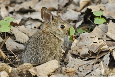 Eastern Cottontail