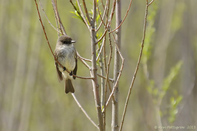 Eastern Phoebe