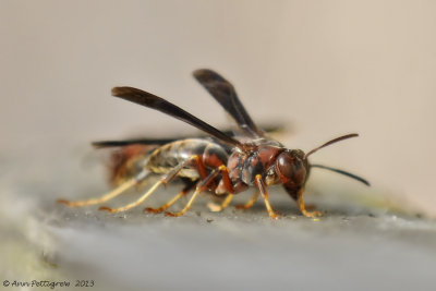 Paper Wasp 