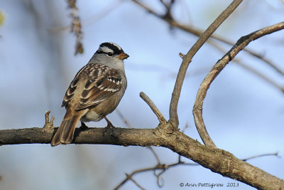 White-crowned Sparrow