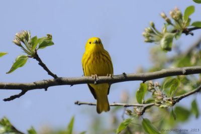 Yellow Warbler