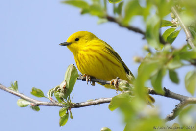 Yellow Warbler