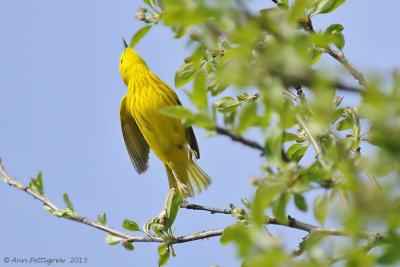 Yellow Warbler