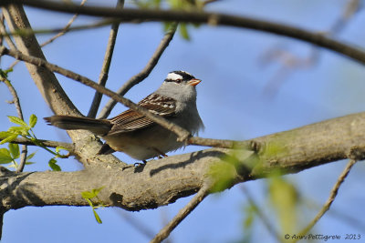 White-crowned Sparrow