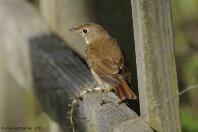 Hermit Thrush