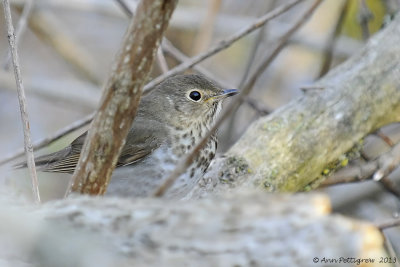 Gray-cheeked Thrush