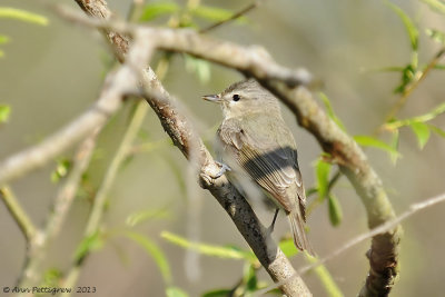 Warbling Vireo