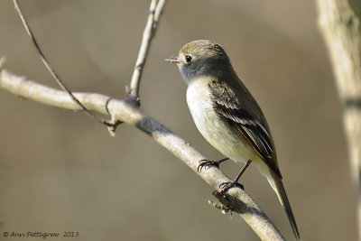 Eastern Wood-Pewee