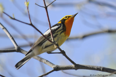 Blackburnian Warbler