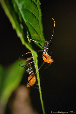 Wheel Bug Nymphs