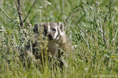 American Badger